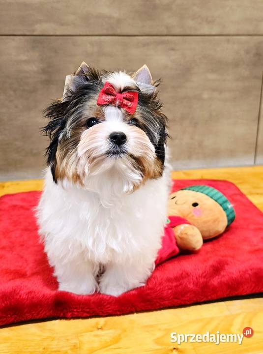 Śliczna suczka Biewer Yorkshire Terrier York Orzesze sprzedam