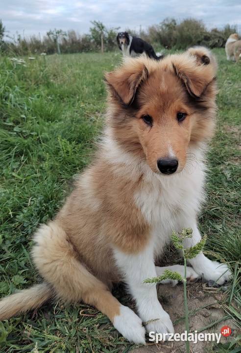 Owczarek szkocki collie szczeniak Owczarek wielkopolskie Czarnków