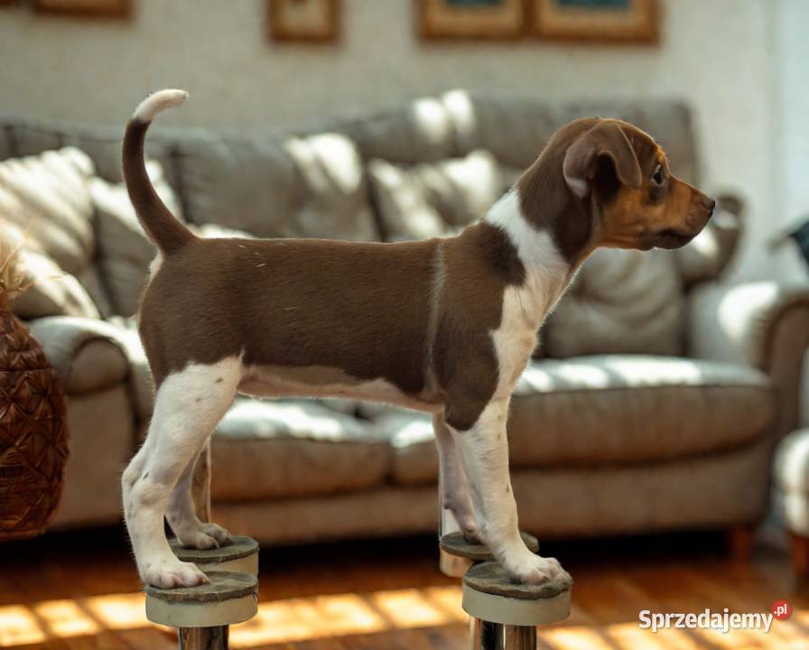 TERIER BRAZYLIJSKI szczenięta z rodowodem Ostrów Mazowiecka