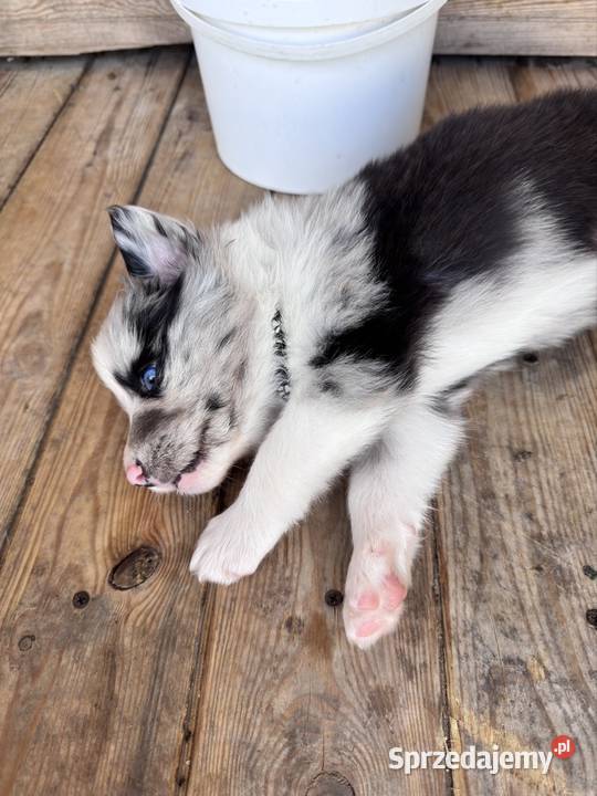 Piesek Border collie blue merle Zwierzęta