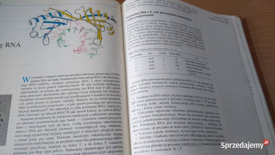 Biochemia Lubert Stryer WYDANIE NOWE 1997 Rok wydania 1997 pomorskie Gdańsk