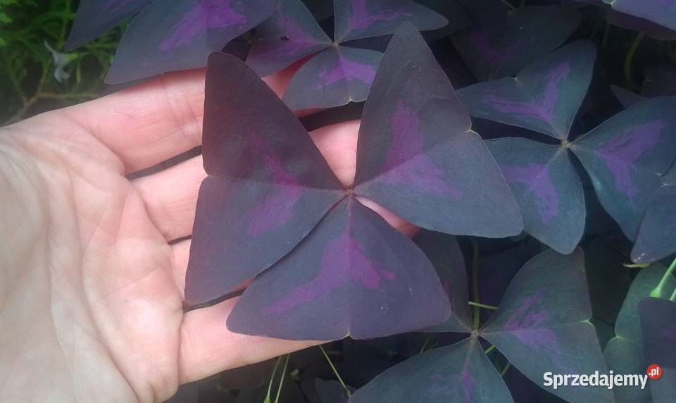 Szczawik trójkątny purpurowy koniczynka bulwy Pszczyna