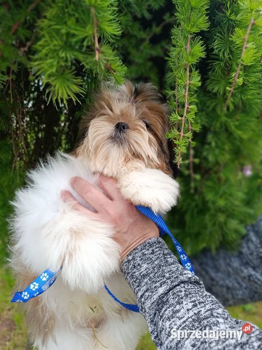 ShihTzu z dokumentami FCI Kielce