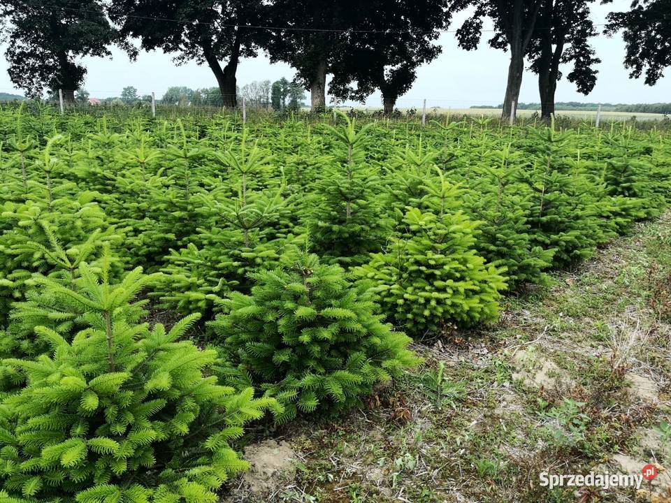 CHOINKI CHOINKA ŚWIERK JODŁA KAUKASKA 30 Rydzyny sprzedam
