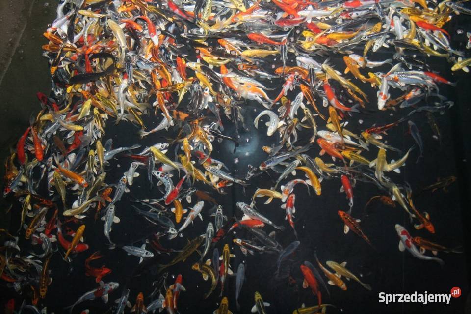 Ryby narybek Lina Karpia Karasia kolorowy Amura wielkopolskie Konin