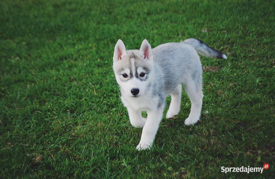Szczeniaki srebrnobiałe Siberian Husky lato 2023 sprzedam