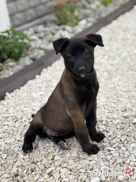 Owczarki belgijskie malinois Kielce
