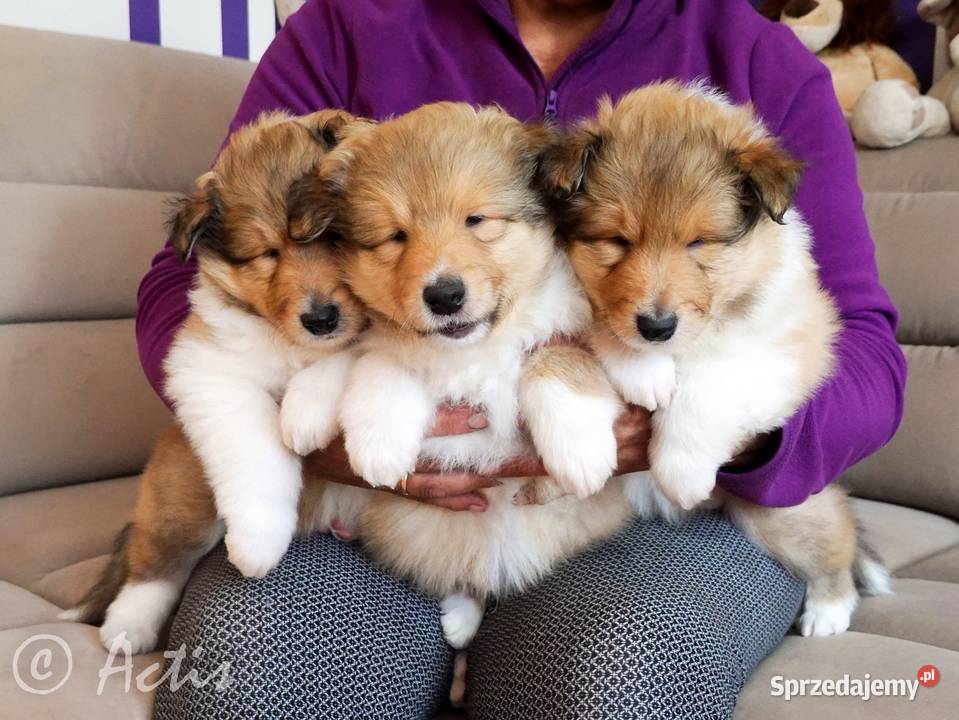 COLLIE Owczarek Szkocki długowłosy szczeniaki Janów