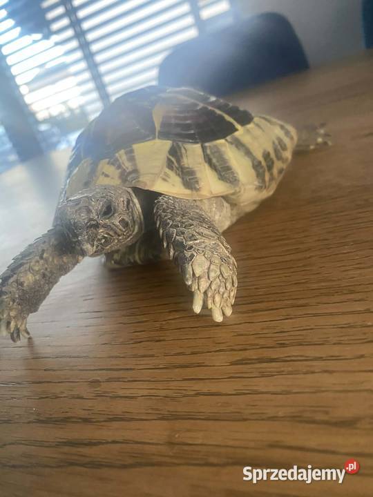 Żółw grecki Oświęcim