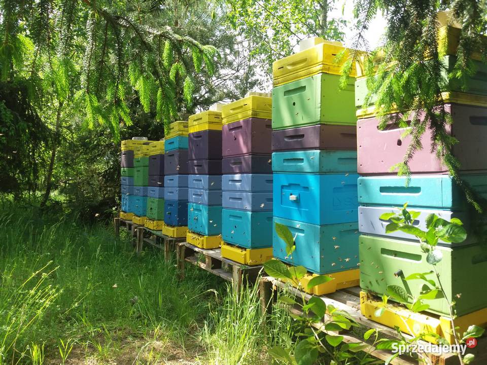 Propolis z własnej pasieki 30 g sprzedam