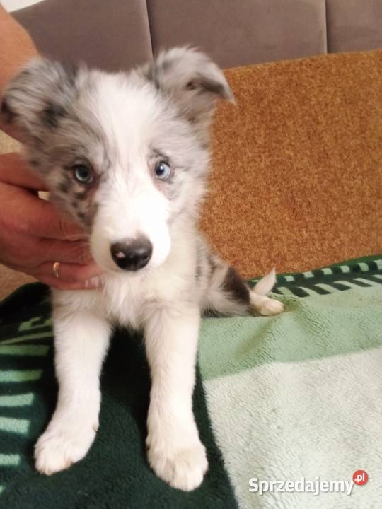 Boder collie małopolskie Nowe Rybie