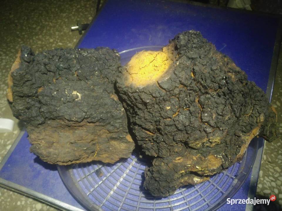 Czaga błyskoporek brzozowy suszony Skierniewice sprzedam