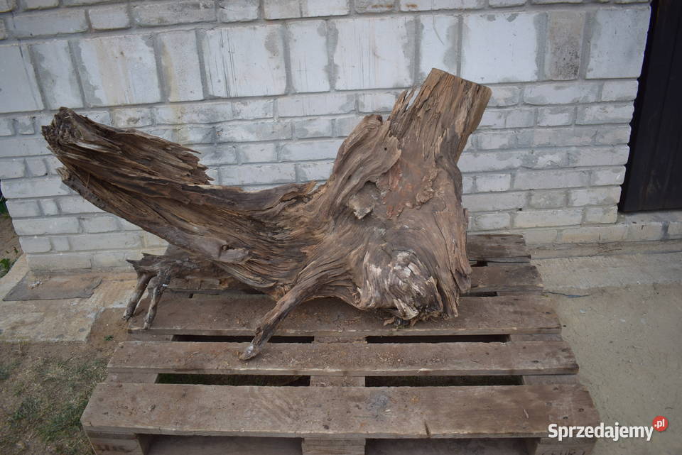 Niepowtarzalny korzeń ozdobny do ogrodu świętokrzyskie Połaniec