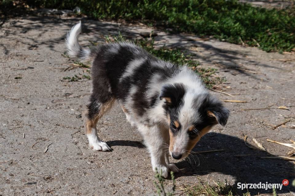 Owczarek szkocki collie z metryką Zakrzewo