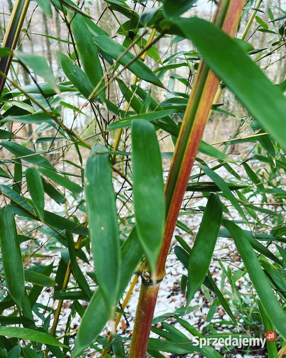 Bambus Phyllostachys Aureosulcata f Spectabilis