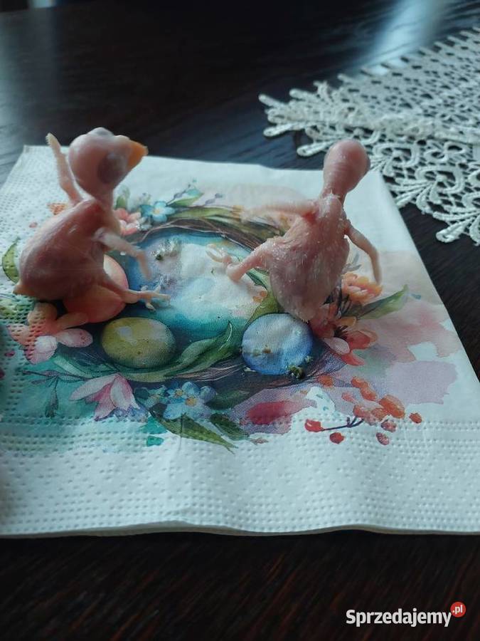 Sprzedam papugi różne gatunki Jaworowa sprzedam