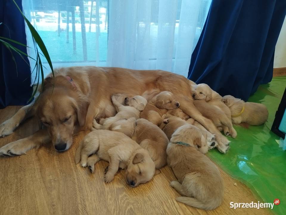 Cudowne Golden Retrievery Szukają nowych Strzyżewice