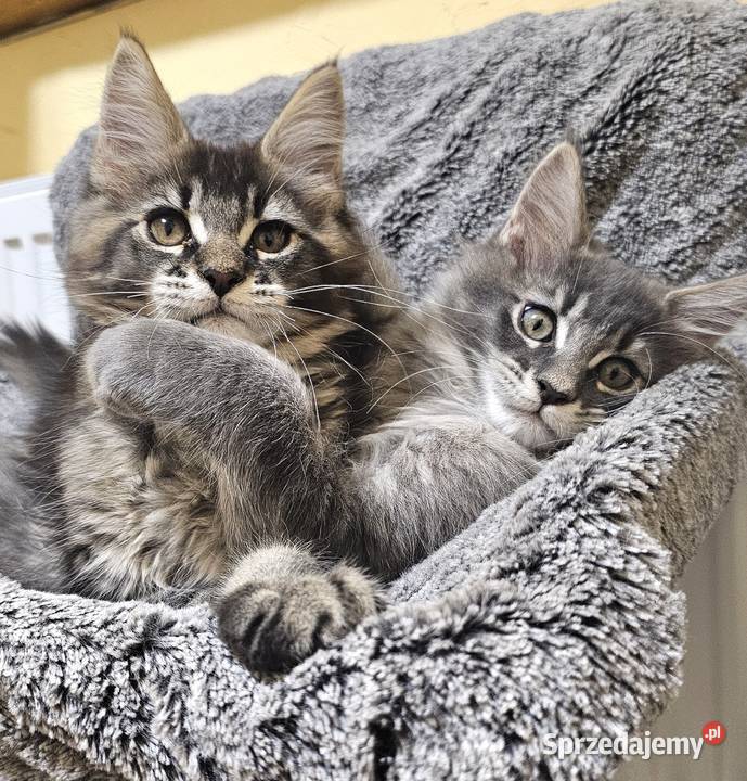 Kocięta Maine Coon z rodowodem FPLFIFe wielkopolskie Kościan