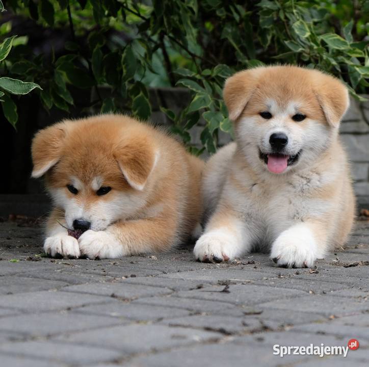 Akita Inu akita japońska szczeniaki zkwp FCI Częstochowa