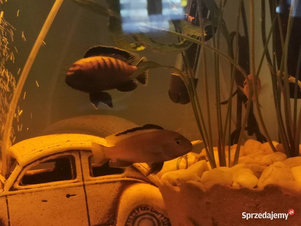 Ryby Rybki Akwariowe Akwaryjne Pyszczaki Grodzisk Wielkopolski