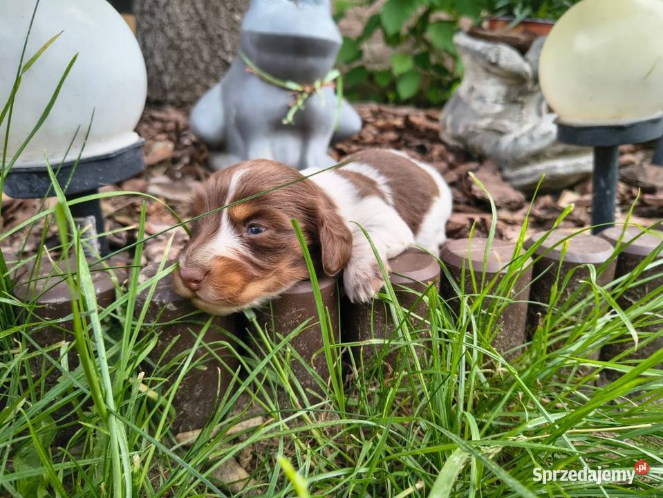 Jamnik długowłosy Piebald Choco Czekoladowy łódzkie Żychlin