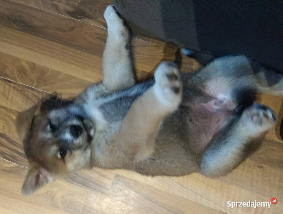 AKITA INU