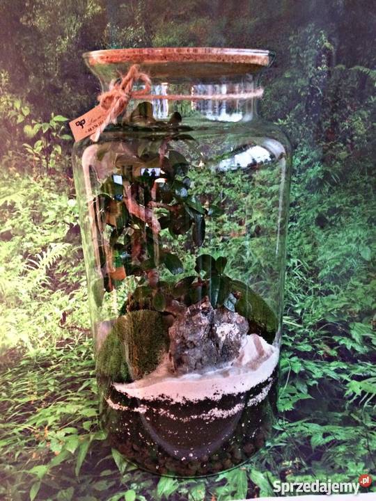 Las w słoiku ideały na prezent Ekosystem Wrocław dolnośląskie