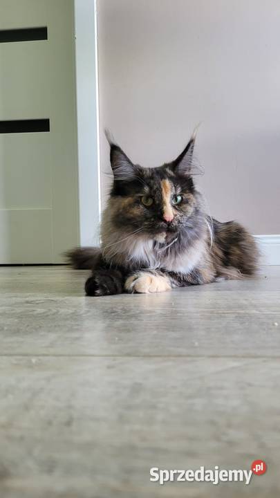 Kotka Hailey Maine Coon Szembruk