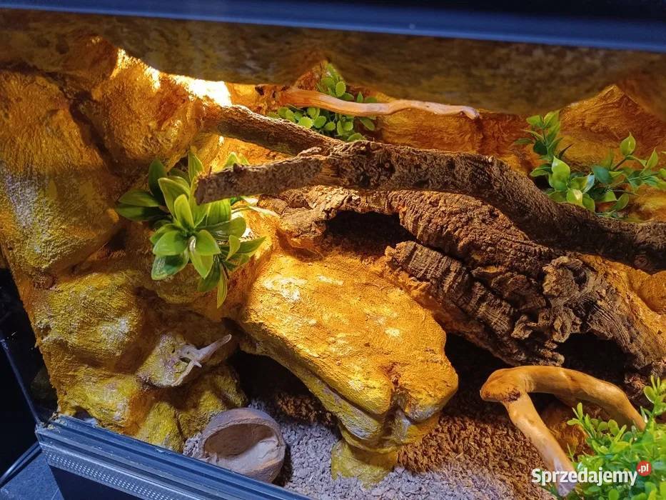 Terrarium gekon 80x40x40 wielkopolskie