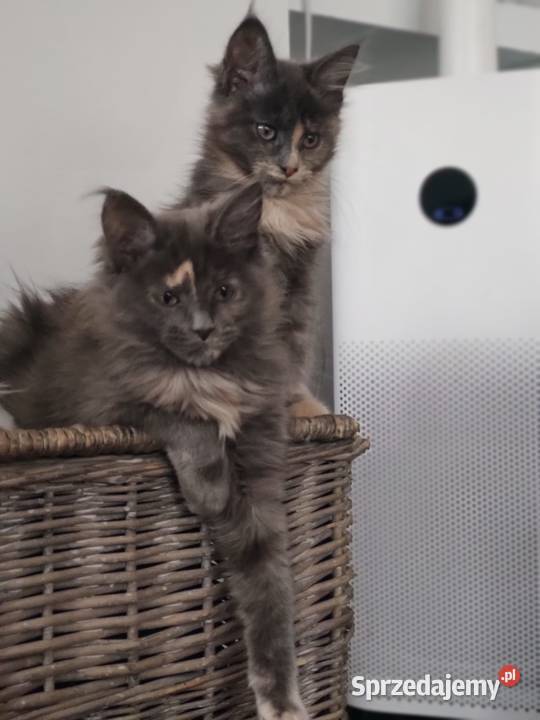Maine Coon Betina Poręby sprzedam