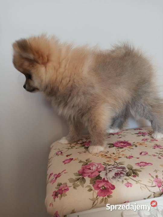 Szpic miniaturowy sprzedam