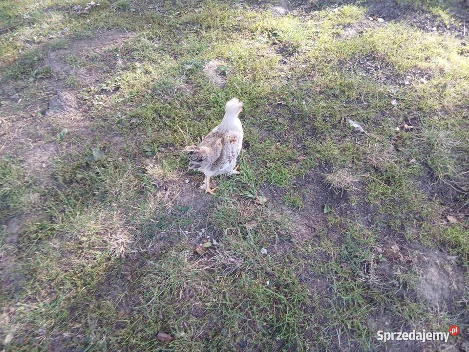 Kogutek czubatek staropolski Czarnocin