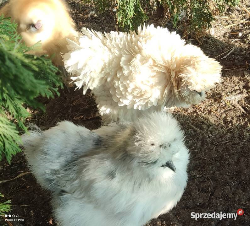 Jajka lęgowe stadzie ze zdjęć mazowieckie Łochów