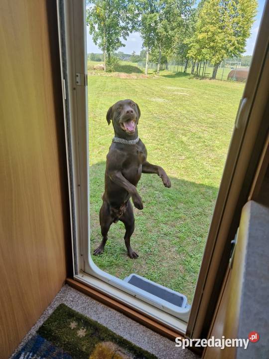 Labrador Retriever piesek Wspaniałej budowy ojcu małopolskie Kraków