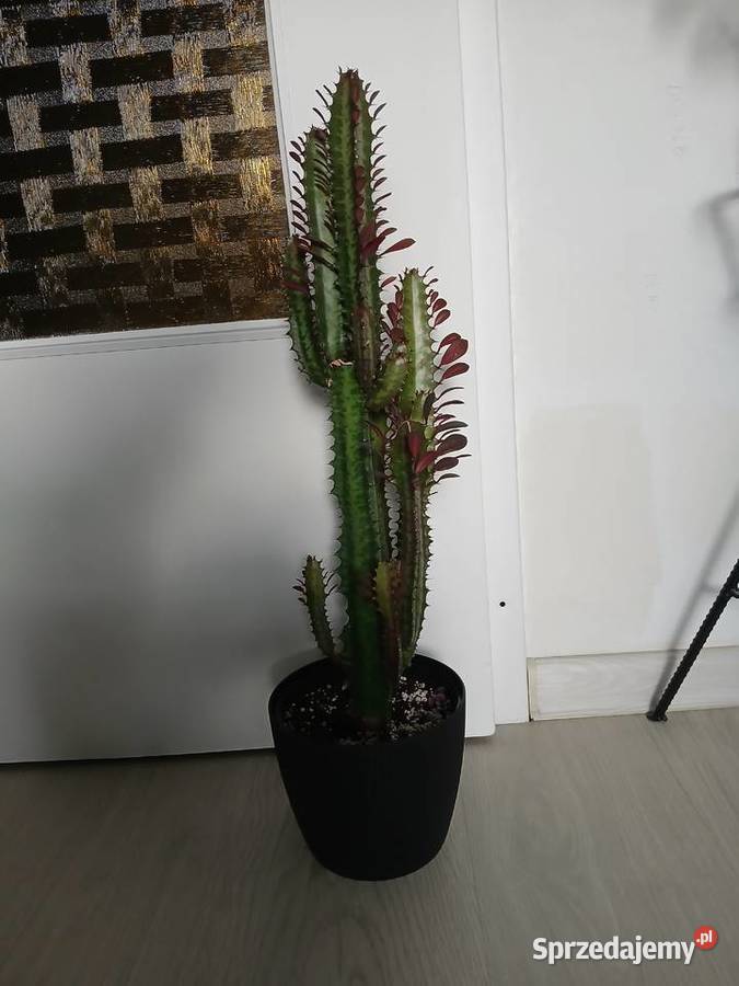 Euphorbia Trigona Rubra 60 wilczomlecz bordowy Częstochowa sprzedam