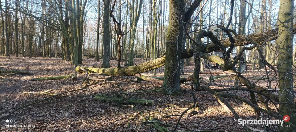 Gałęzie dębowe wycince drzewa dębowego Ryki