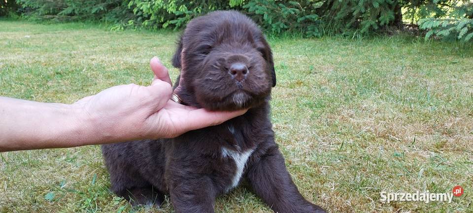 Nowofundland szczeniaki czekoladowe Mycielin