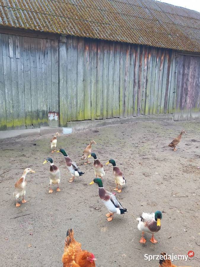 Bieguski kaczory Radom