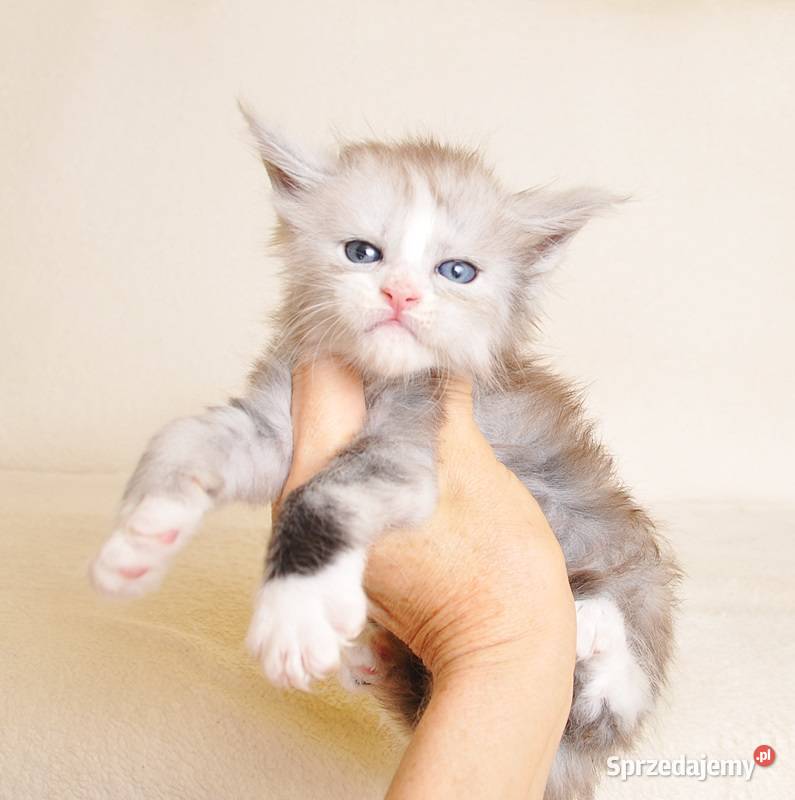 Śliczna koteczka Maine Coon z rodowodem PZFWCF