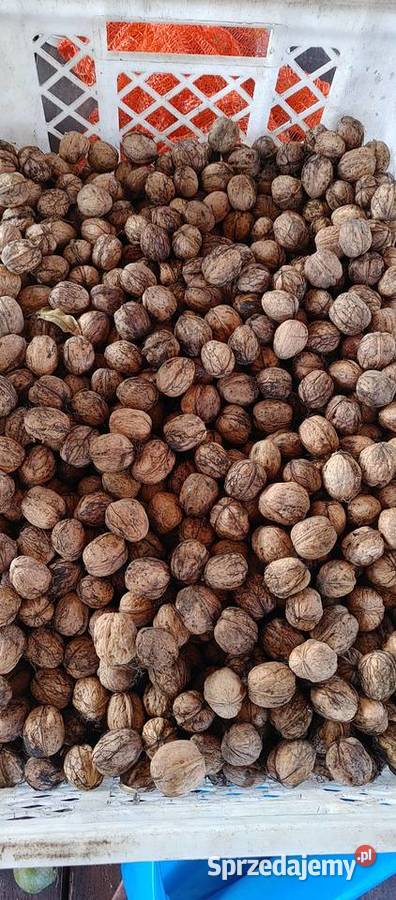 Orzechy włoskie Pozostałe mazowieckie Warszawa sprzedam