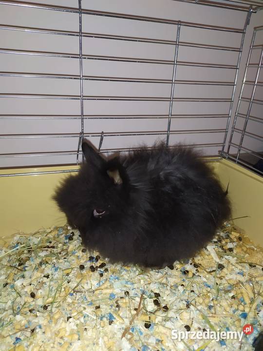 Królik karzełek teddy duża klatka Bytom