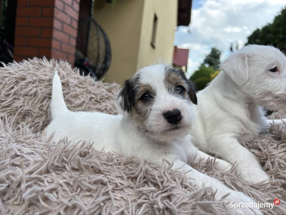 Szczenięta Parson Russell Terrier Leszno