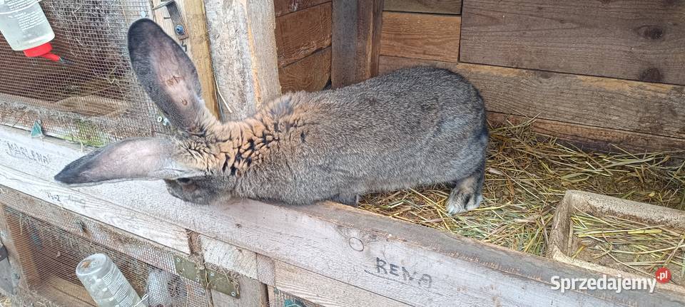 Samiec belgijski 8 miesięcy Wijewo