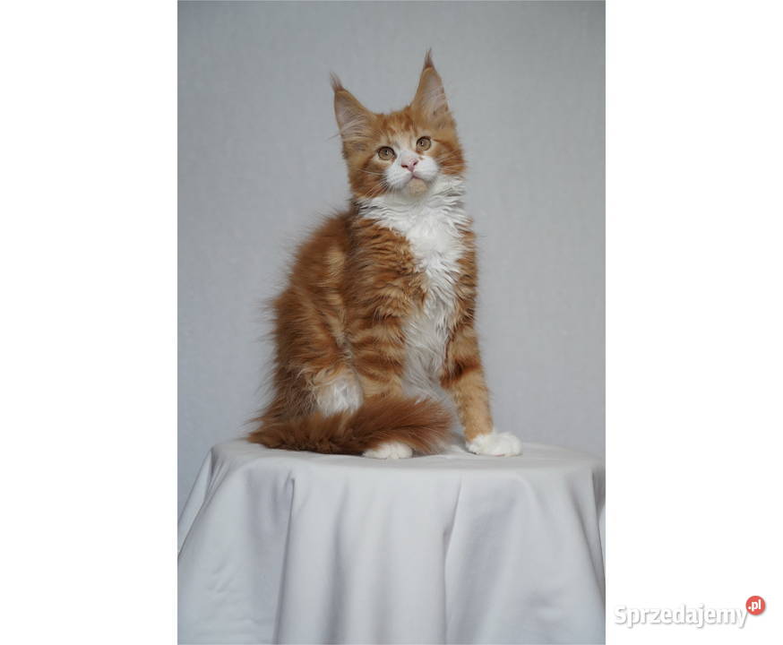 Kocurek Maine Coon FPL Kraków