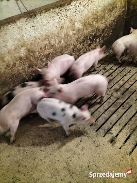 Sprzedam prosiaki Piotrków Trybunalski