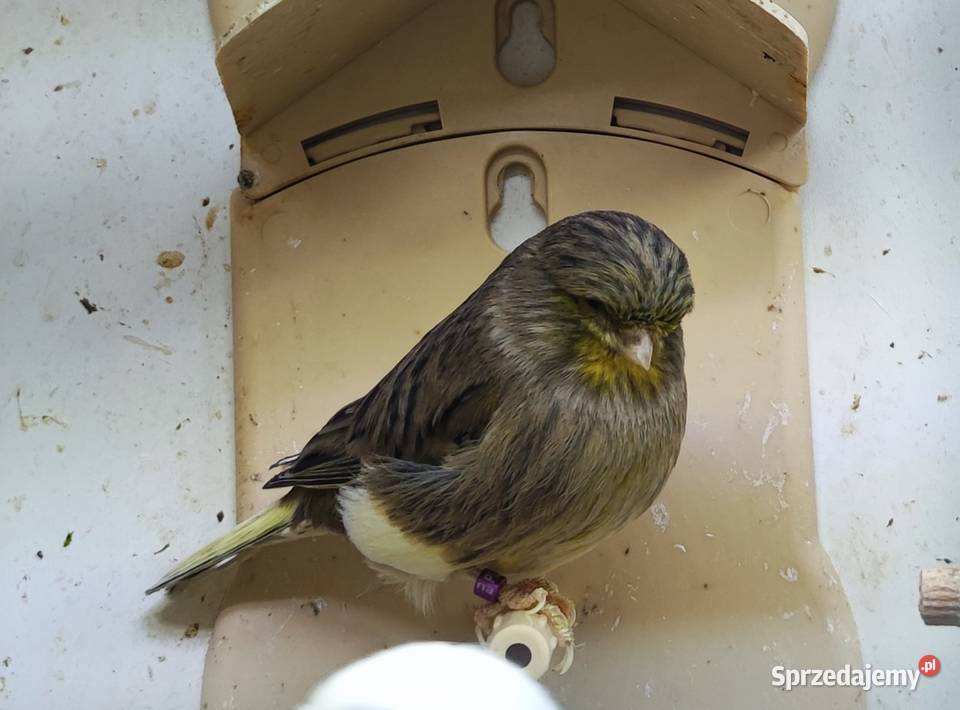 Kanarek kanarki glostery pary Kępno