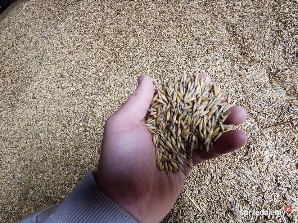 OWIES 700 TONA IDEALNY DO POSIEWU