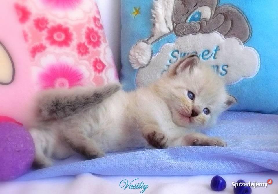 Kocięta syberyjskie rodowodowe Tczew