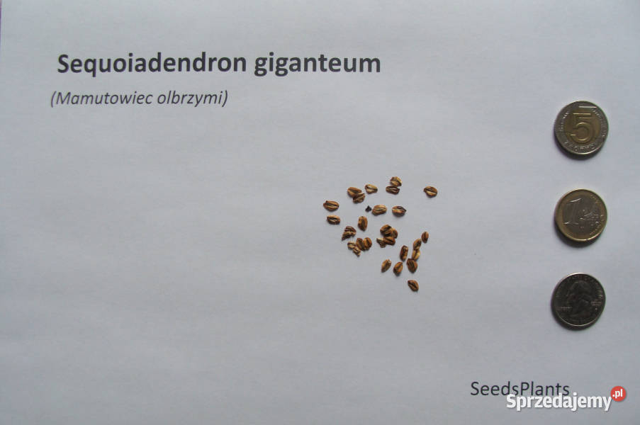 MAMUTOWIEC OLBRZYMI Sequoiadendron giganteum Lubanie