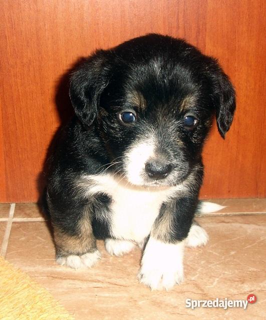 Szczeniaki beagle pół rasowe PODKARPACKIE Ruda Różaniecka